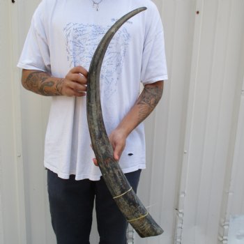 35" Raw Buffalo Horn - $29