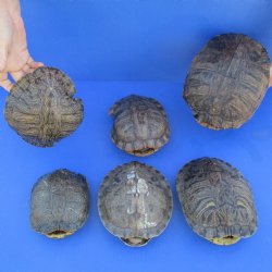 6 B-Grade Turtle Shells, 6" to 9" - $35