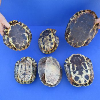 6 B-Grade Turtle Shells, 6" to 9" - $35