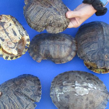 6 B-Grade Turtle Shells, 6" to 9" - $35