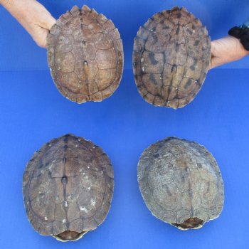 7" to 7-3/4" Map Turtle Shells, 4pc lot - $58