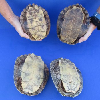 7" to 7-3/4" Map Turtle Shells, 4pc lot - $58