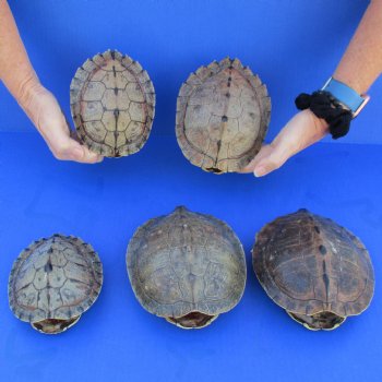 5" to 6-3/4" Map Turtle Shells, 5pc lot - $63