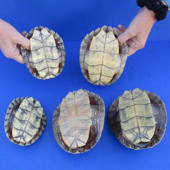 5" to 6-3/4" Map Turtle Shells, 5pc lot - $63