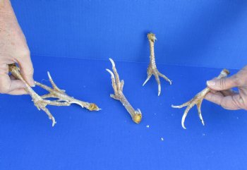 5 piece lot of chicken feet measuring 5 to 6 inches $26/lot