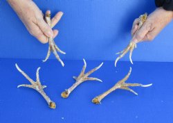 5 piece lot of chicken feet measuring 5 to 6 inches $26/lot