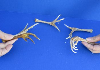 5 piece lot of chicken feet measuring 5 to 6 inches $26/lot