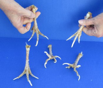 5 piece lot of chicken feet measuring 5 to 6 inches $26/lot