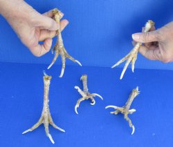 5 piece lot of chicken feet measuring 5 to 6 inches $26/lot