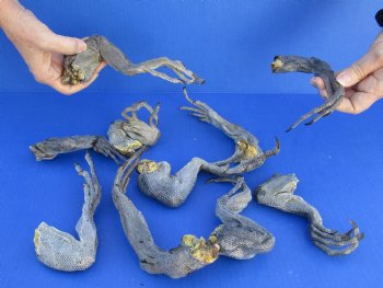 10 piece lot of North American Iguana legs 10 to 12 inches long cured in formaldehyde - $20/lot