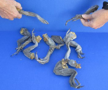 10 piece lot of North American Iguana legs 10 to 12 inches long cured in formaldehyde - $20/lot