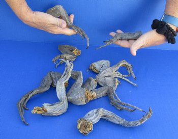 10 piece lot of North American Iguana legs 10 to 12 inches long cured in formaldehyde - $20/lot