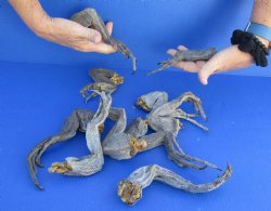 10 piece lot of North American Iguana legs 10 to 12 inches long cured in formaldehyde - $20/lot