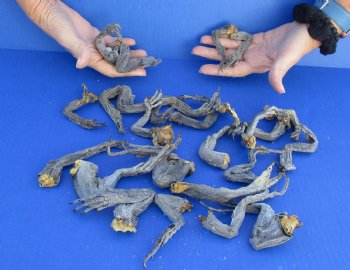 25 piece lot of North American Iguana legs Up to 5 inches long  cured in formaldehyde - $30/lot