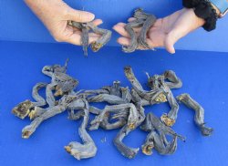 25 piece lot of North American Iguana legs Up to 5 inches long  cured in formaldehyde - $30/lot