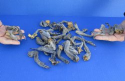 25 piece lot of North American Iguana legs Up to 5 inches long  cured in formaldehyde - $30/lot