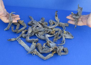 25 piece lot of North American Iguana legs Up to 5 inches long  cured in formaldehyde - $30/lot