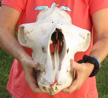 Buy Now this 18" Camel Skull $125