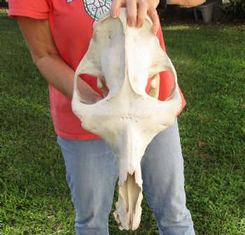 Buy Now this 18" Camel Skull $125