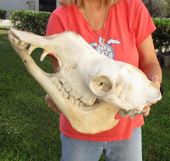 Buy Now this 18" Camel Skull $125