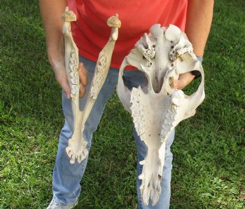 Buy Now this 18" Camel Skull $125