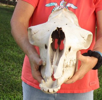 Buy Now this 17" Camel Skull $125