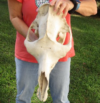 Buy Now this 17" Camel Skull $125