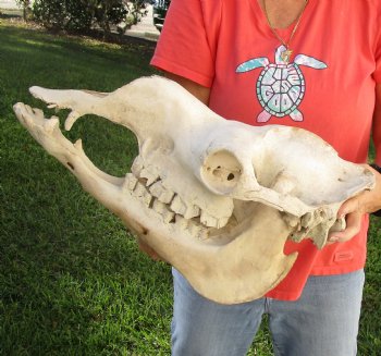 Buy Now this 17" Camel Skull $125