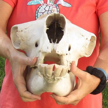 Buy Now this 18" Camel Skull $125