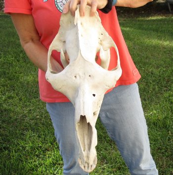 Buy Now this 18" Camel Skull $125