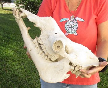 Buy Now this 18" Camel Skull $125