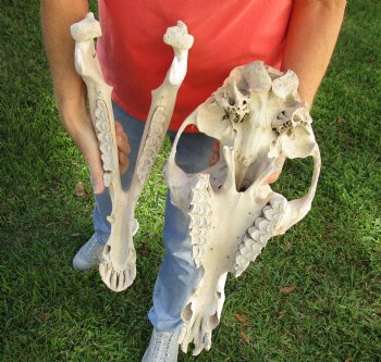 Buy Now this 18" Camel Skull $125