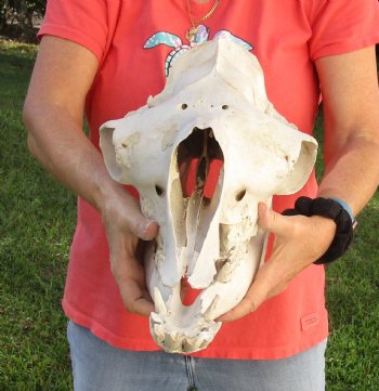 17" Camel Skull , available for sale $125