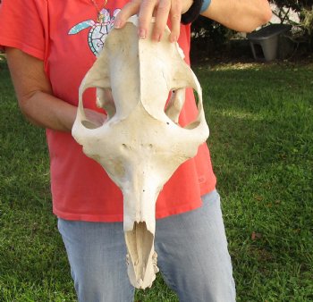 17" Camel Skull , available for sale $125