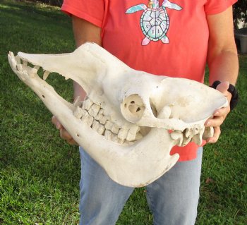 17" Camel Skull , available for sale $125