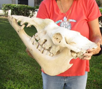 C-Grade 19" Camel Skull - $95