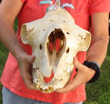 17" Camel Skull , available for sale $125