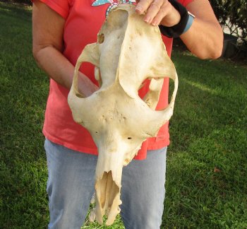 17" Camel Skull , available for sale $125