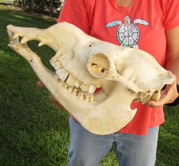 17" Camel Skull , available for sale $125