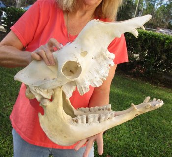 18" Camel Skull , available for sale $125