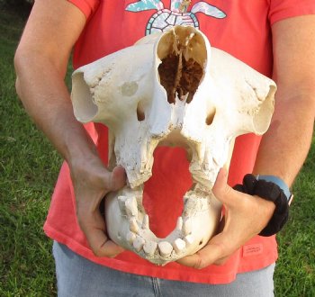 18" Camel Skull , available for sale $125