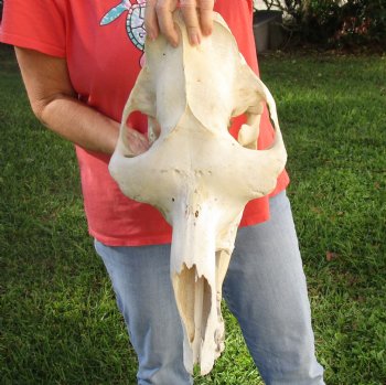 18" Camel Skull , available for sale $125