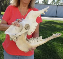 19" Camel Skull - For Sale for  $125