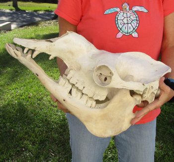 18" Camel Skull , available for sale $125