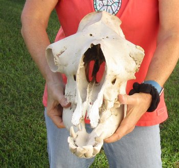 C-Grade 18" Camel Skull - $95