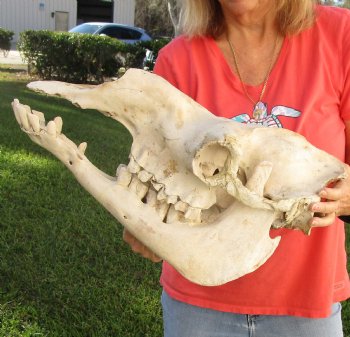 C-Grade 18" Camel Skull - $95