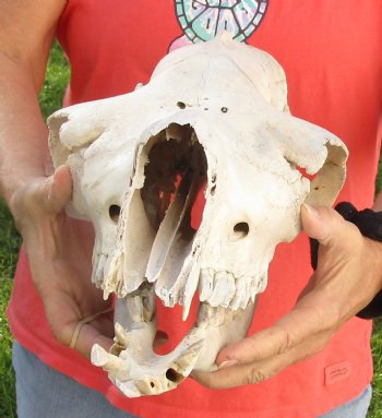 C-Grade 15" Camel Skull - $75