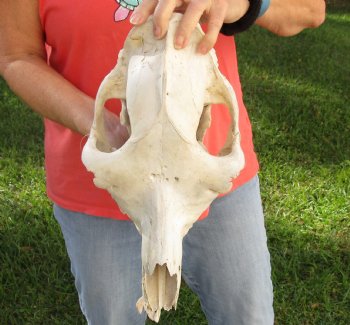 C-Grade 15" Camel Skull - $75