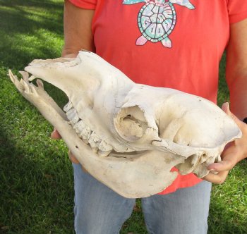 C-Grade 15" Camel Skull - $75