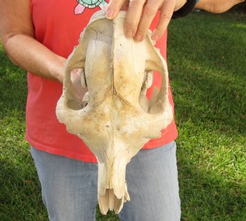 C-Grade 15" Camel Skull - $75